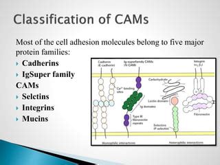 cell adhesion molecules | PPT