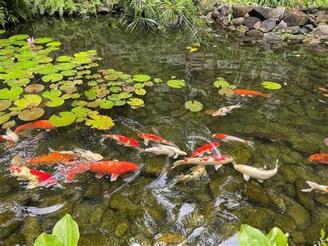 Easy Koi Pond Maintenance Tips