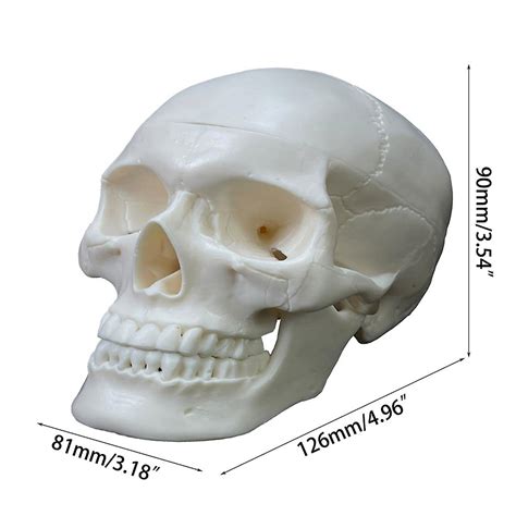 Life Size Human Skull Model Replica Realistic Human Skull Removable