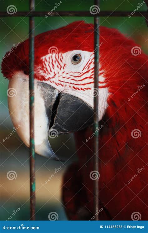 Colorful Parrot - Red Blue Orange Macaw at the Zoo Over Bars Stock ...