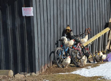 Naked Biker Chicks Biker Chicks Getting Ready To Rumble Dawg Gone