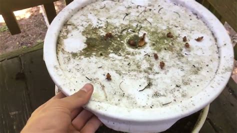 Mushroom Growing Shitake Buckets Update Youtube