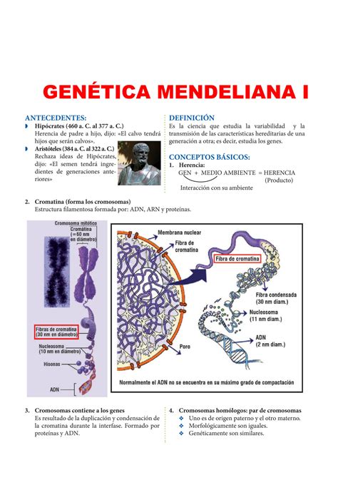 SOLUTION 3 Gen Tica Mendeliana Studypool