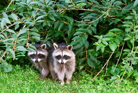 How To Remove Raccoons From Your Yard Safely and Humanely