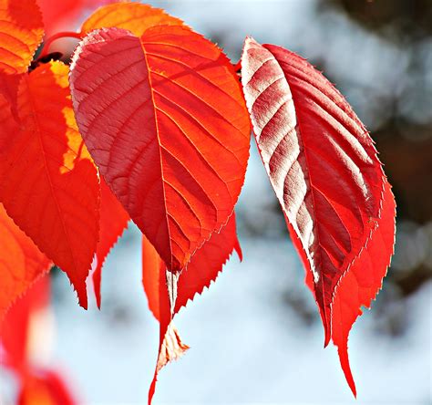 Wallpaper ID: 946348 / autumn colours, fragility, leaves, leaves on the ...