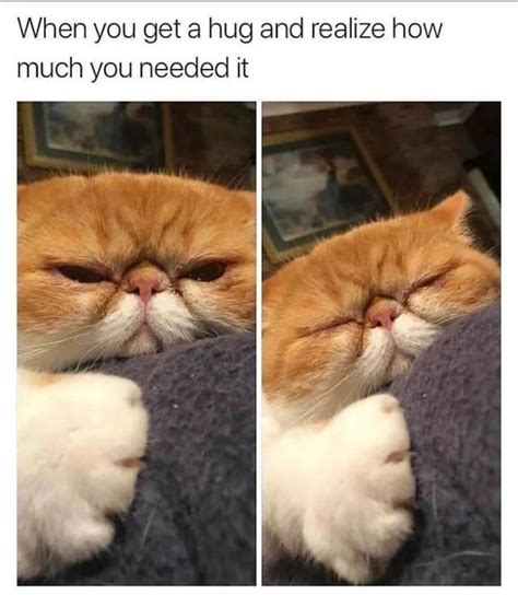 cat hug : r/Animal