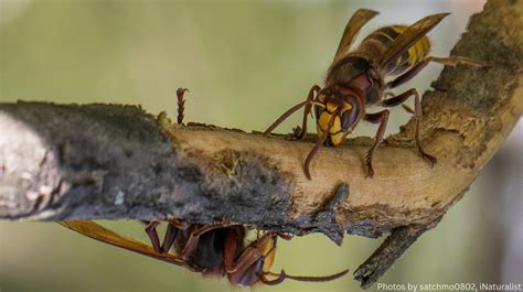 Giant Hornet Nest