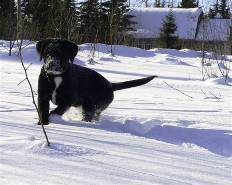 Labernois Donner Adoption Et Rescues Qu Bec