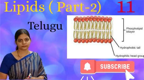 Biomolecules Lipids Part 2 In Telugu L Class11 Ncert Biology L Latha