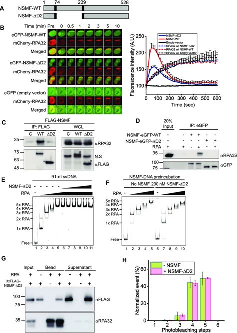 Rpa Binding Defecti V E M Utant Nsmf D Does Not Destabilize Rpa From