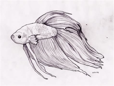 Fish Pencil Sketch at PaintingValley.com | Explore collection of Fish ...