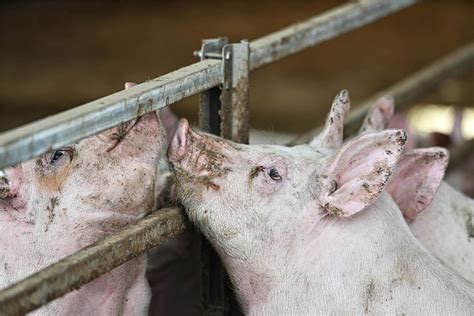 Genießergenossenschaft Sachsen Wo das Schweinefleisch aus Königshain