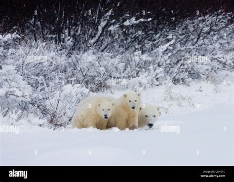 Polar Bears in Churchill, Manitoba Stock Photo - Alamy