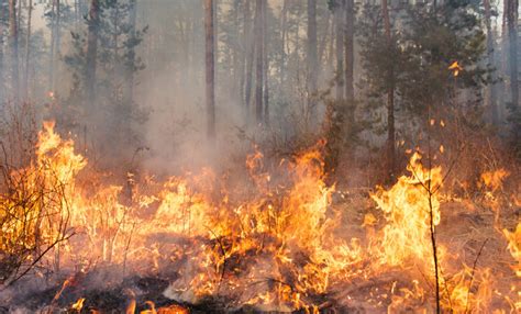 Da Incendi Boschivi Sostanze Che Inquinano Il Mediterraneo