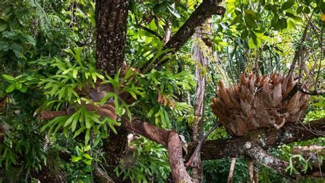 How To Put A Staghorn Fern In A Hanging Basket