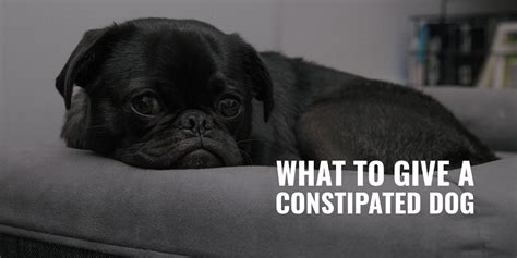 What Do You Give A Puppy When He Is Constipated