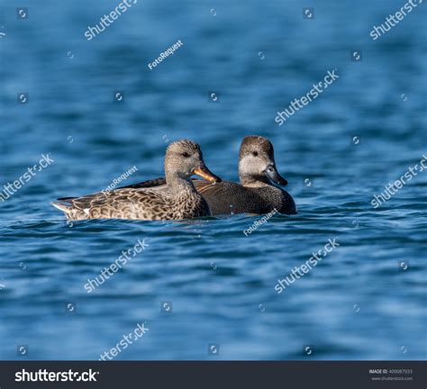 Male Female Gadwall Swimming Stock Photo (Edit Now) 409087933