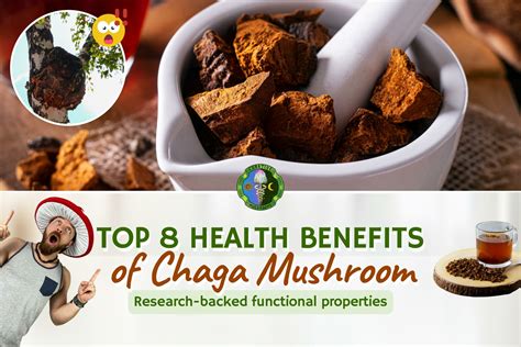 What Is Chaga Chaga Mushroom Benefits Uses And Products