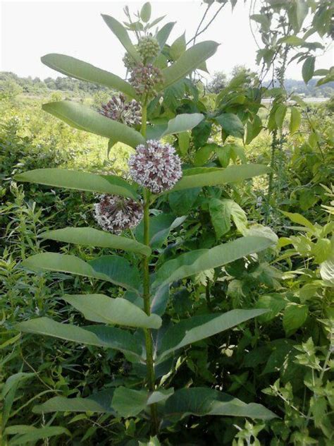 So...What's it Like to Harvest Milkweed? Great ID tips, how to ...