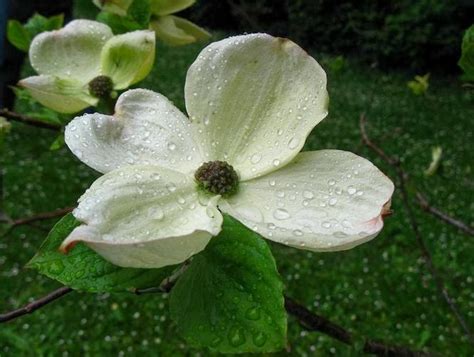 Flower Homes: Pacific Dogwood Flowers