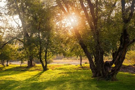 Premium Photo Bright Sunrise On The Glade In Forest