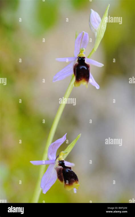 Ophrys Lunulata Sizilien Orchidee Pflanze Pflanzen Wildblumen