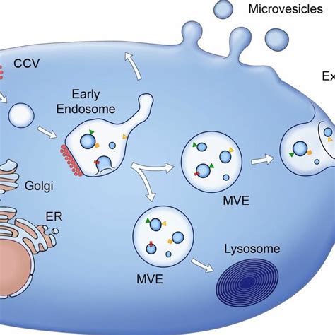 Release Of Mvs And Exosomes Mvs Bud Directly From The Plasma Membrane