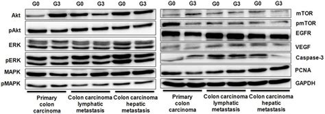 Exemplified Immunoblotting Data Of The Proteins Akt Pakt Ser And