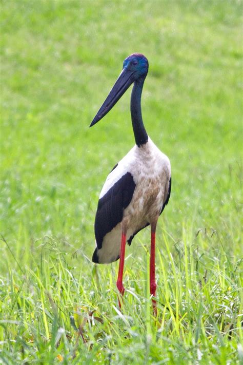 Black Necked Stork Ephippiorhynchus Asiaticus