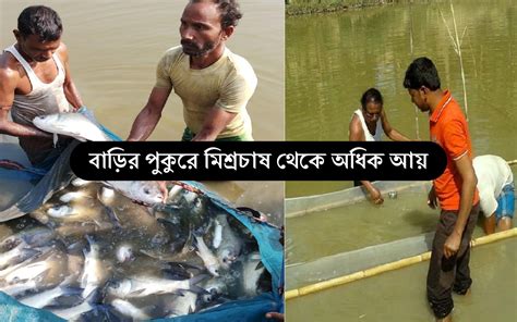 Fish Farming বাড়ির পুকুরেই মাছের মিশ্র চাষ করে আয় করুন প্রচুর অর্থ