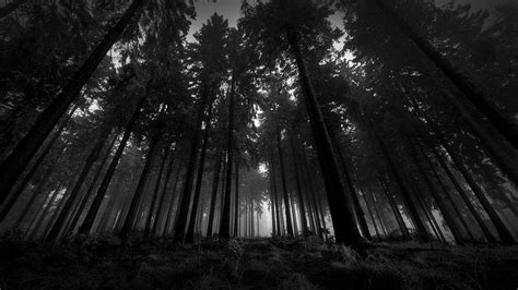 Wood, Black And White, From Below, Trees, Gloomy, Kroner, Fog, Silence ...