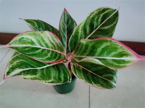 Rare Aglaonema Sapphire Suzanne Zebra Lines Furniture Home Living