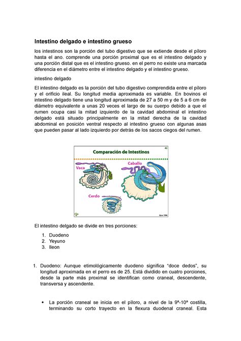 Intestinos Informe Apuntes Intestino Delgado E Intestino Grueso Los