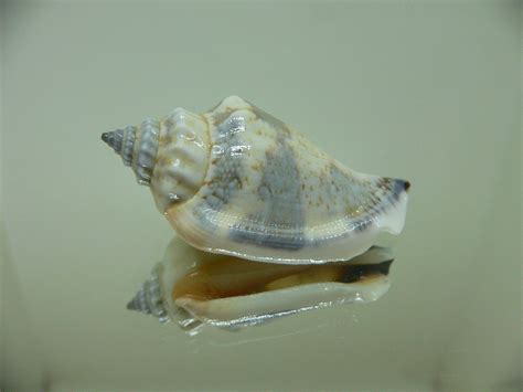 Strombus Urceus Urceus Blue Sea Shells Ru