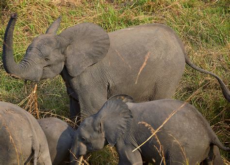 Physics of poop: Why it takes you and an elephant the same amount of time - CBS News