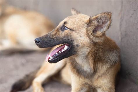 La captivante évolution de la domestication des animaux Les Animaux