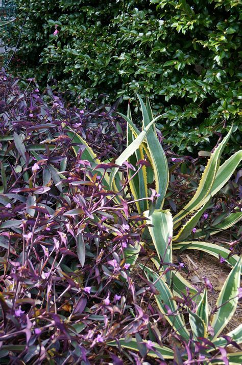 Photo #48367 | Tradescantia pallida | plant lust