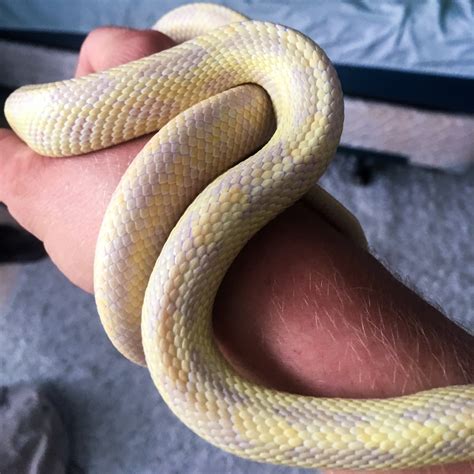 Hypo Yellow Rat Snake? - Rat Snakes - MorphMarket Reptile Community