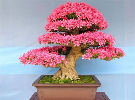 Pink Flowering Bonsai Tree Seeds, Fun and Easy to Grow, Fast Growing ...