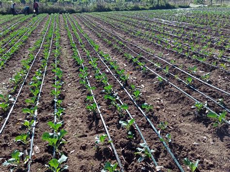 Drip Irrigation Systems