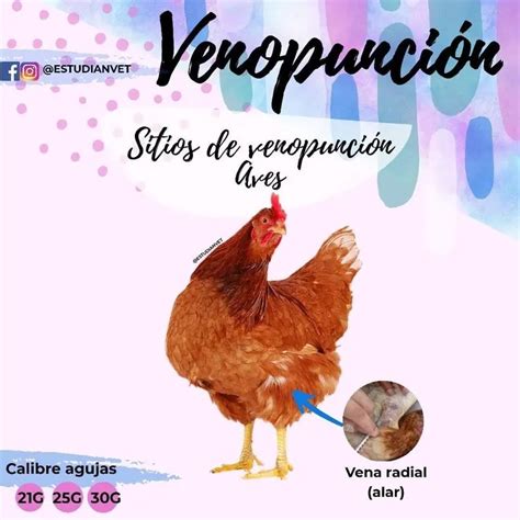 Vena Radial En Aves Funciones Y Extracci N De Sangre Loros Y Guacamayos