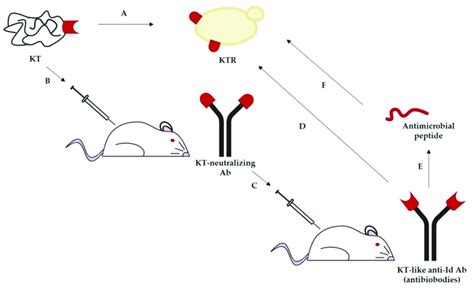 Application of the idiotypic network theory to the yeast killer... | Download Scientific Diagram