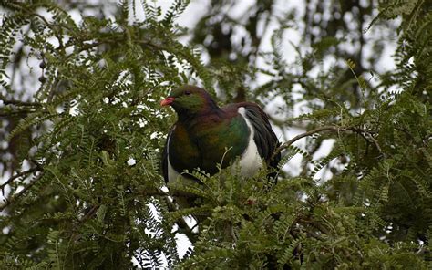 Kereru Photograph by Jason Malone - Pixels