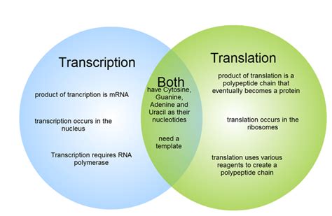 Rna Vs Dna Venn Diagram