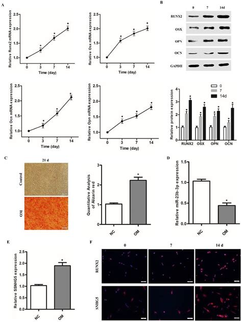 Long Non‑coding Rna Snhg5 Promotes Osteogenic Differentiation Of Human