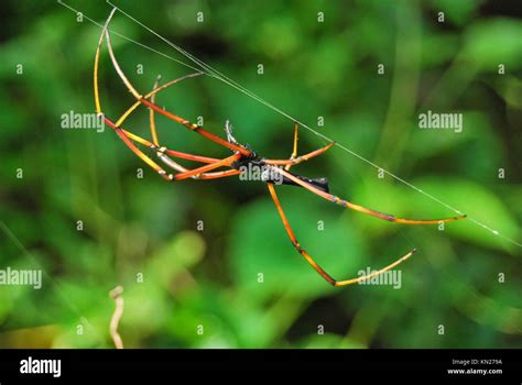 Indian Giant Wood Spider High Resolution Stock Photography And Images