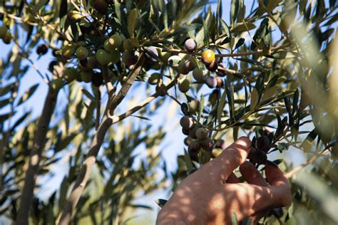 How to Harvest and Brine Kalamata Olive Tree: A Guide