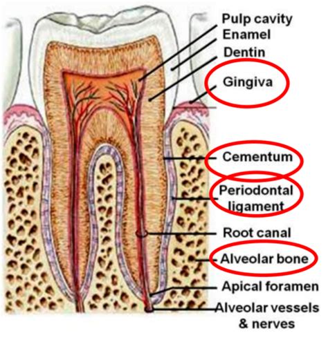 2 Anatomy Histology Of Periodontium Flashcards Quizlet