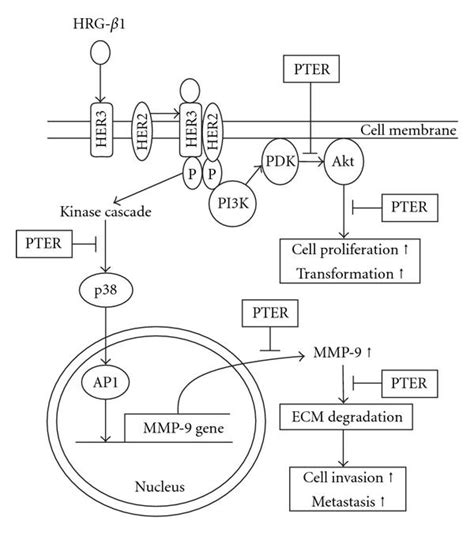 Schematic Models Depicting The Effects Of Pterostilbene On