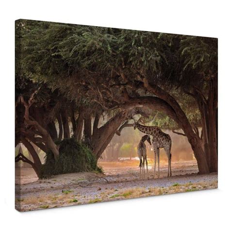 Tableau Sur Toile D Amico Deux Girafes Dans La Savane Namibienne